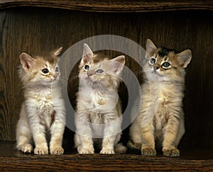 Fawn Somali Domestic Cat, Kittens