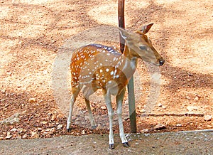 A Fawn of a Spotted Deer/Chital/Cheetal/Axis axis