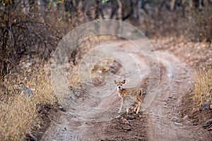 Fawn of spotted deer or chital or cheetal or chital deer or axis deer or axis axis in middle of jungle track at ranthambore