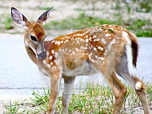 Fawn in the Suburbs