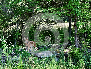 A fawn walks out from the high grass