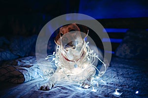 A fawn, white Labrador with a New Year\'s garland around his neck sits on a sofa in a dark room with neon lighting