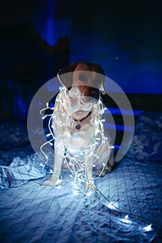 A fawn, white Labrador with a New Year\'s garland around his neck sits on a sofa in a dark room with neon lighting