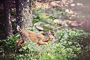 Fawn Whitetail Deer