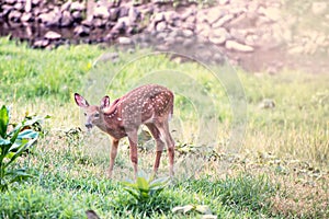 Fawn Whitetail Deer eating from field