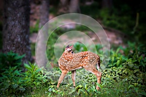 Fawn Whitetail Deer looking back