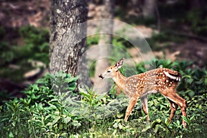 Fawn Whitetail Deer near Tree