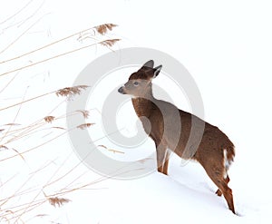 Fawn in winter photo