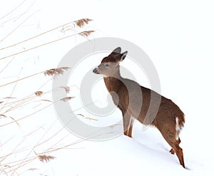 Fawn in winter