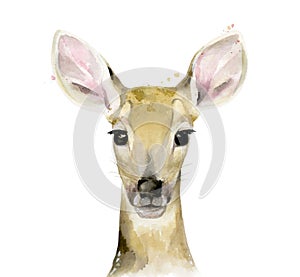 Fawn. Young deer. Animal portrait. Watercolour illustration on white background.