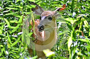 Fawn - young deer in green foliage