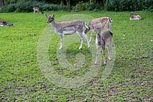 Fawns, brown fur, deer, white spots, on autumn meadow in front of forest.