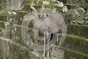 Fawns or deer among the stone lanterns in Tobishino in the city of Nara in Japan 6