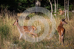 Fawns in the grass