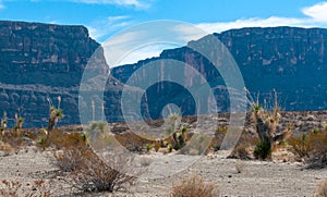 Faxon yucca, Spanish dagger (Yucca faxoniana), giant yuccas in autumn at Santa Elena Canyon