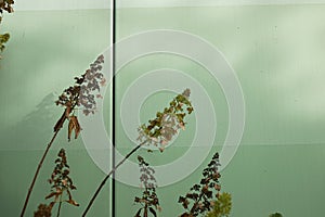 Hydrangea paniculata in bloom