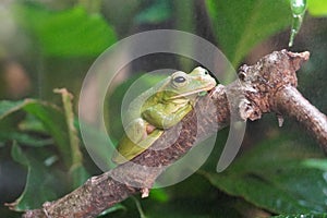 Fea\'s Flying Tree Frog looking out