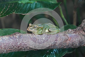 Fea\'s Flying Tree Frog looking out