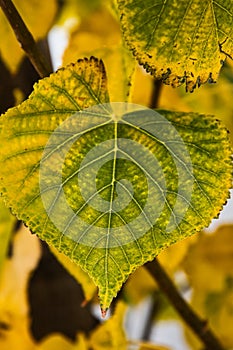 Feading colours Broad leaf in the Autumn  light