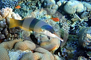 Feale Bird wrasse fish at coral reef, Red sea