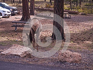 Feale Elk deer. Grand Canyon village, Arizona, USA