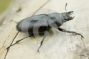 Feamale stag beetle