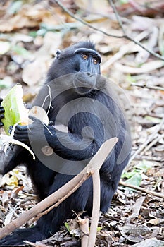 feamle with baby Crested black macacue, Macaca nigra, on the tree, Tangkoko National Park, Sulawesi, Indonesia photo