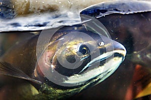 Fear Chinook Coho Salmon Close Up Issaquah Hatchery Washington