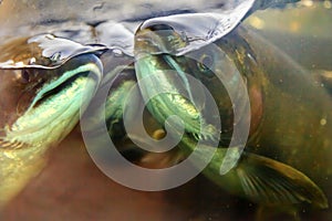 Fear Chinook Coho Salmon Close Up Issaquah Hatchery Washington