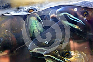 Fear Chinook Coho Salmon Close Up Issaquah Hatchery Washington S