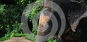 Fear eyes elephant  jungle mammal wildlife