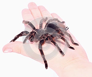 Fear of Spiders? How to Deal with arachnophobia in one hand