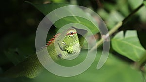 A feared green color common garden lizard face