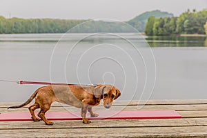 Fearful dachshund on a wooden bench with a spectacular lake in the background