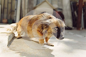 Fearful Dog photo
