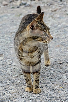 Fearful little undernourished cat on the road photo