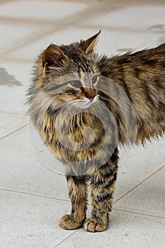 Fearful little undernourished cat on the road photo