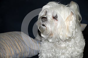 Fearful little maltese dog with big eyes