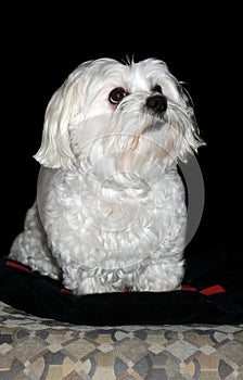 Fearful little maltese dog with big eyes