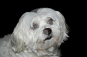 Fearful little maltese dog with big eyes