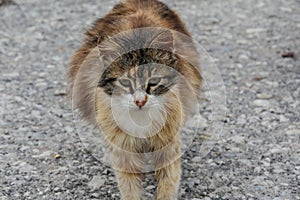 Fearful little undernourished cat on the road