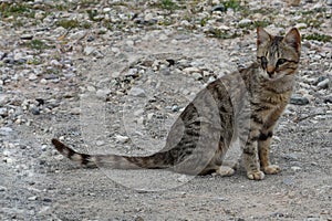 Fearful little undernourished cat on the road photo