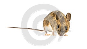 Fearful mouse isolated on white background