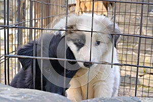 Caged puppies cuddle each other looking for protection photo
