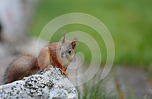 Fearless baby Squirrel standing on stone