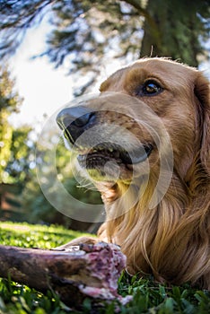 Fearless Dog, dangerous eating a Bone. Golden Retriever.