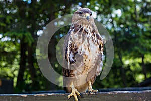 Fearless Eagle Sitting Quietly