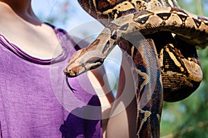 Fearless girl is holding a snake. Boa constrictor imperator normal is creeping.