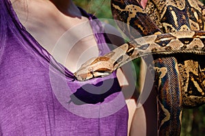 Fearless girl is holding a snake. Boa constrictor imperator normal is creeping.