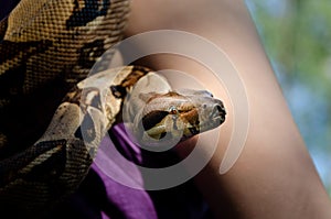 Fearless girl is holding a snake. Boa constrictor imperator normal is creeping.